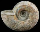 Silver Iridescent Ammonite (Anapuzosia) - Madagascar #51513-1